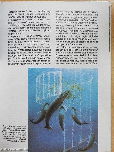 Bálnák és delfinek