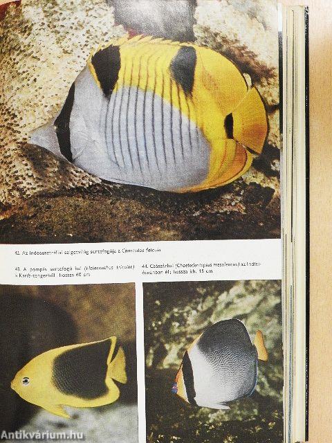 Urania Állatvilág - Halak/Kétéltűek/Hüllők