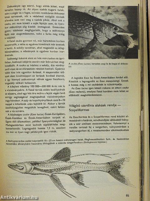 Urania Állatvilág - Halak/Kétéltűek/Hüllők