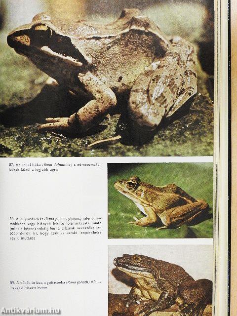 Urania Állatvilág - Halak/Kétéltűek/Hüllők