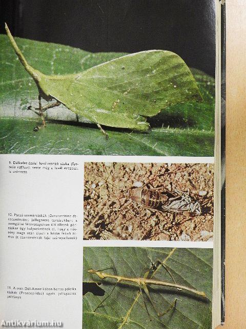 Urania Állatvilág - Rovarok