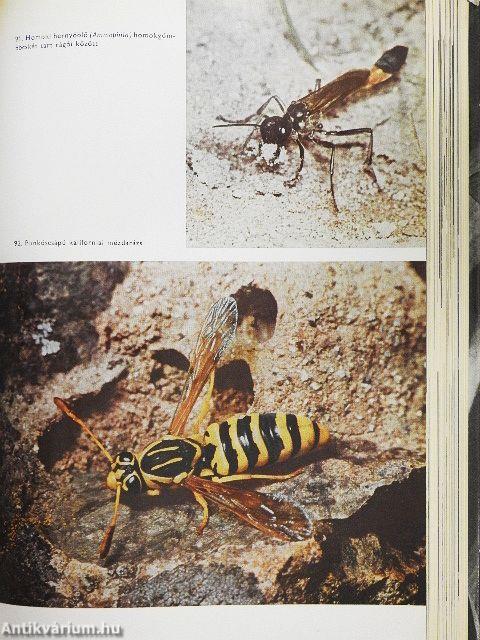 Urania Állatvilág - Rovarok