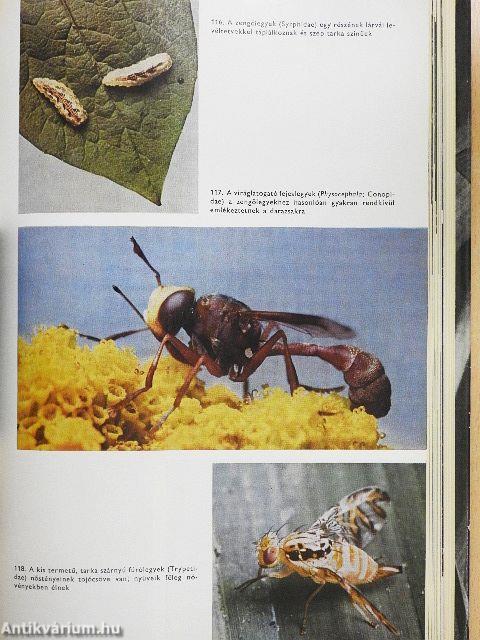 Urania Állatvilág - Rovarok