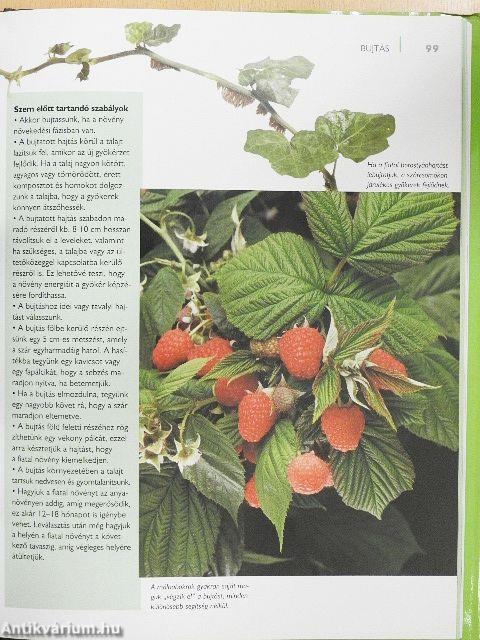 Új növény a kertünkben