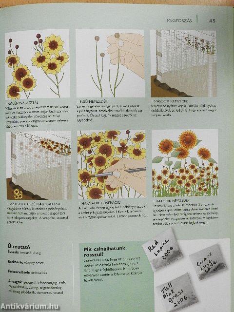 Új növény a kertünkben