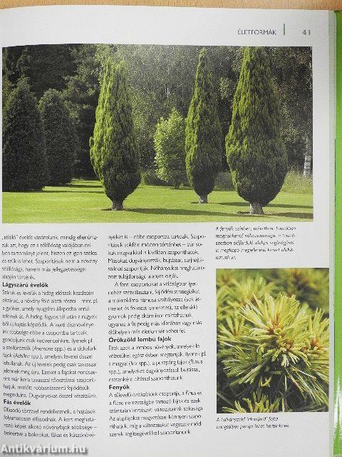 Új növény a kertünkben