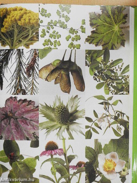 Új növény a kertünkben