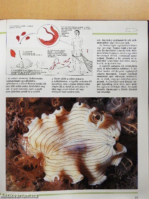 Alsóbbrendű állatok