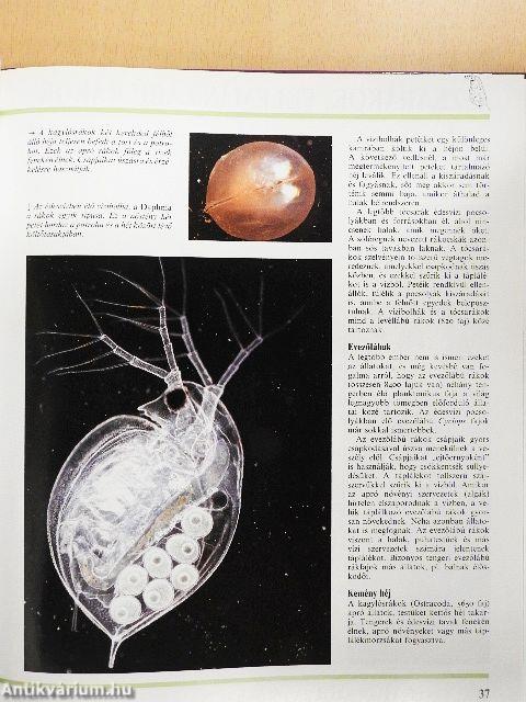 Alsóbbrendű állatok