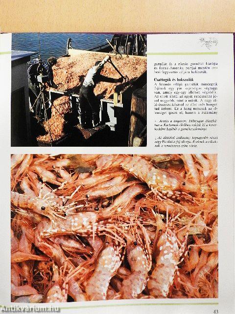 Alsóbbrendű állatok