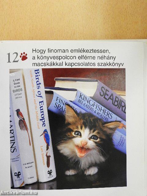 Miért tartsunk macskát?