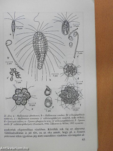 Bevezetés az algológiába