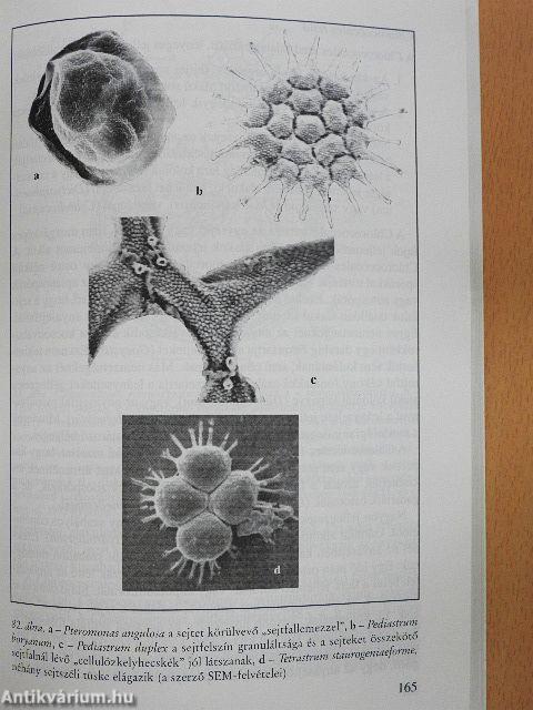 Bevezetés az algológiába