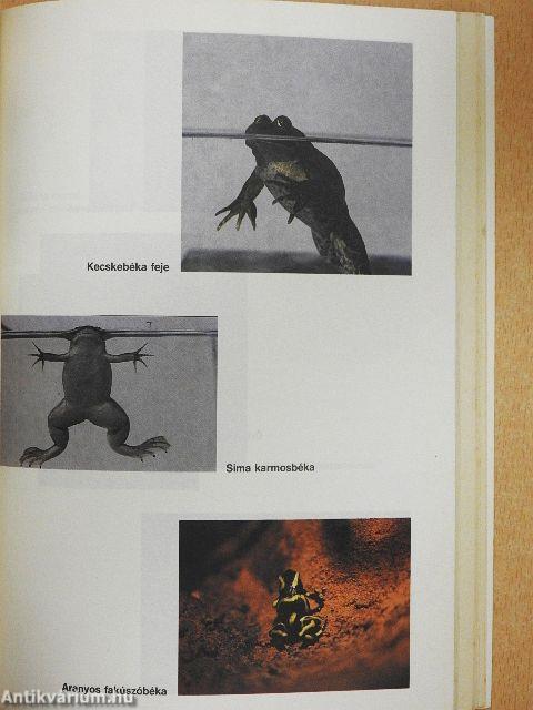 Kétéltűek, hüllők a lakásban