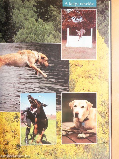 Barangolás a kutyák világában