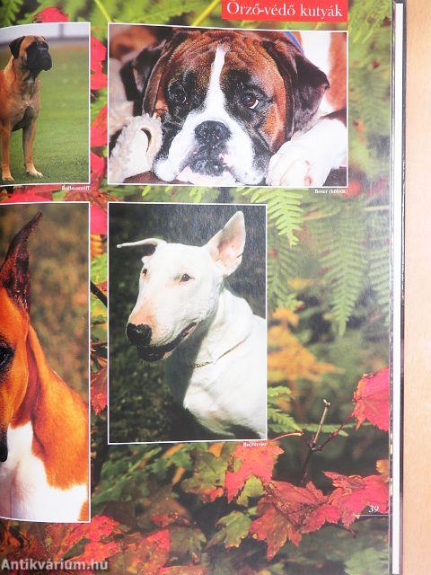 Barangolás a kutyák világában