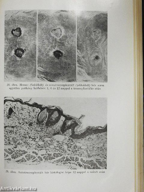 A kórélettan tankönyve