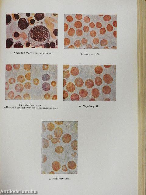 A kórélettan tankönyve