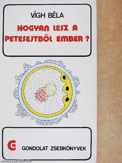 Hogyan lesz a petesejtből ember?