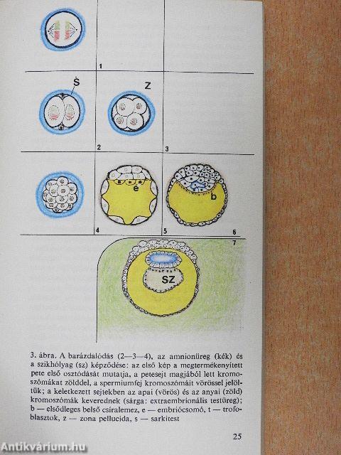 Hogyan lesz a petesejtből ember?
