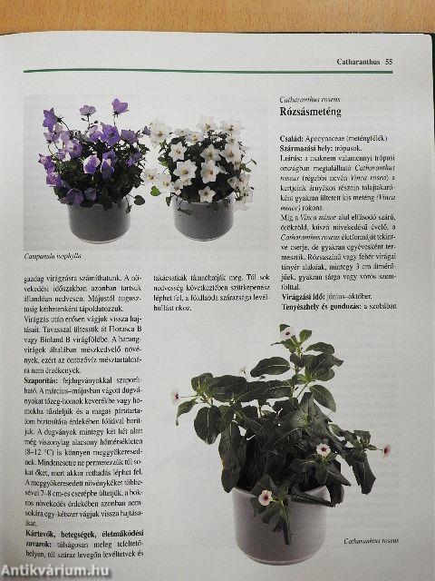 Szobanövény-kalauz