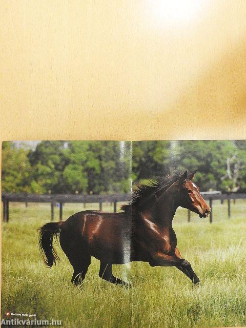 PonyClub Magazin 2007/6.