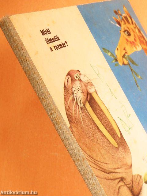 Miről álmodik a rozmár?