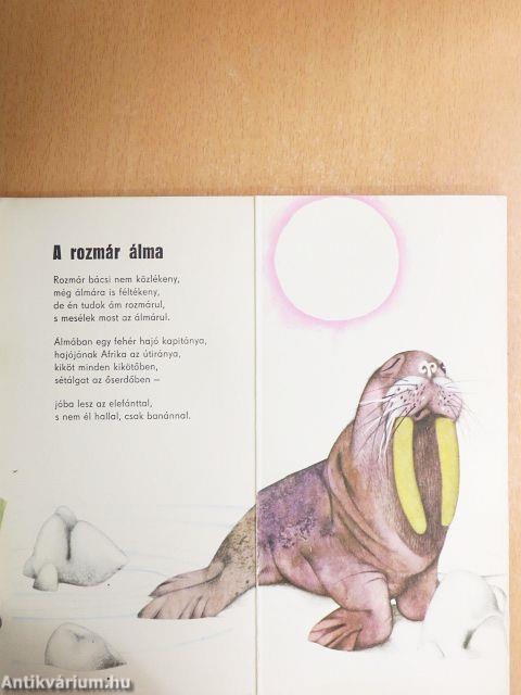 Miről álmodik a rozmár?