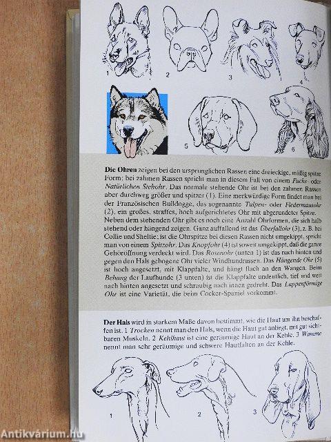 Hunderassen der Welt