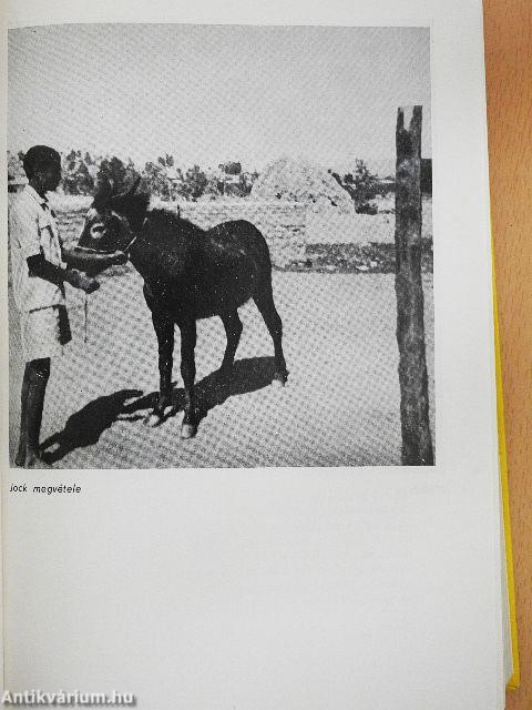 Öszvérrel Etiópiában
