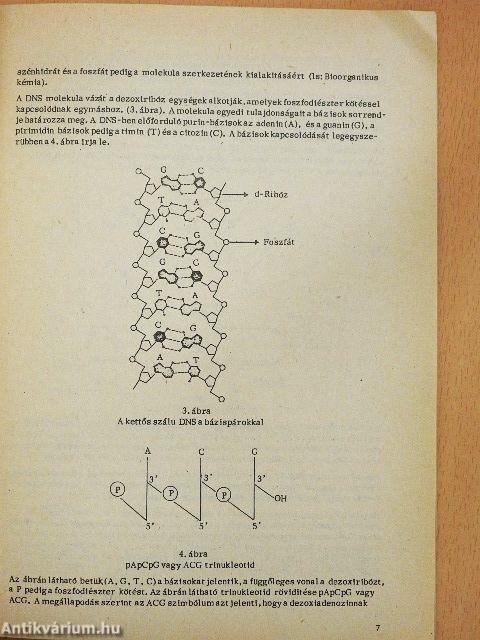 Nukleinsav szintézis