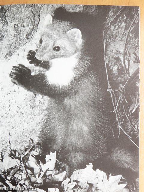 Ezer ágán ezer fészek