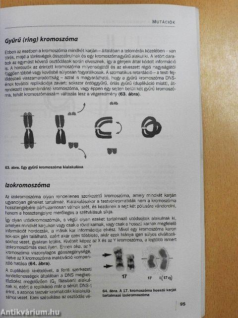 Bevezetés a humángenetikába 