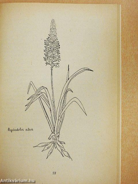 Növénynevek Melius Herbáriumában