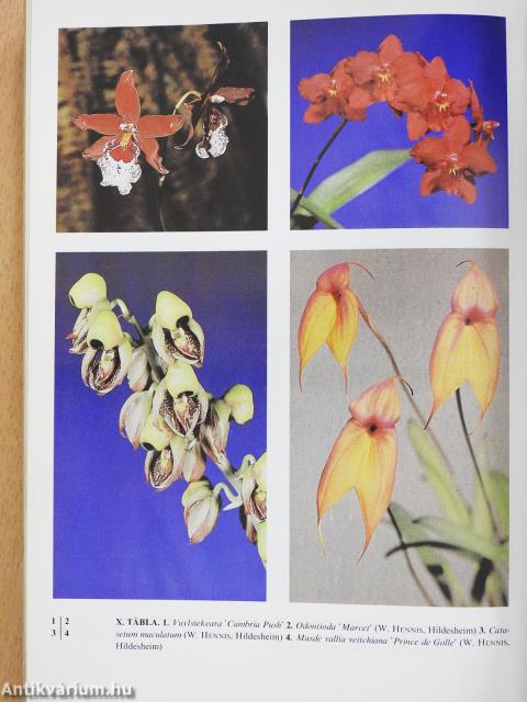 Orchideák és broméliák (aláírt példány)