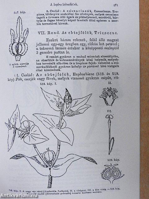 A botanikus kert és a faiskola a múlt században