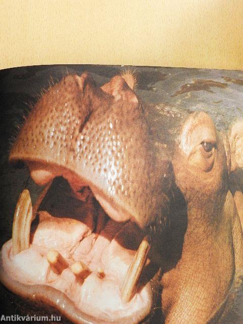 Álmodik az állatkert