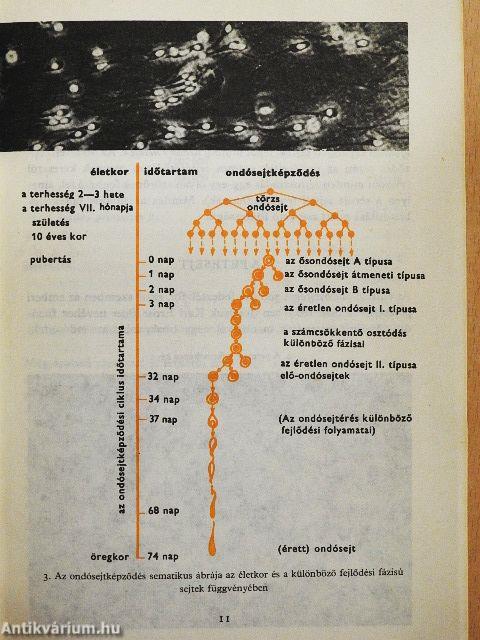 Születésünk titkai