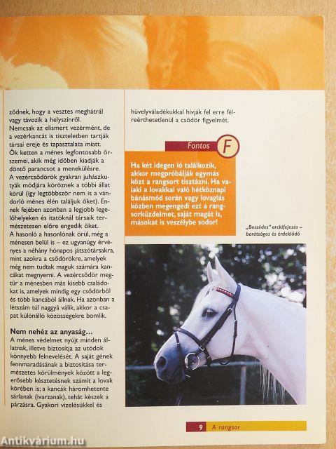 Hogyan értsük meg a lovakat?