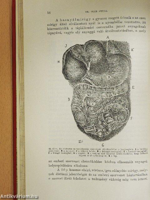 Az ember és az egészség