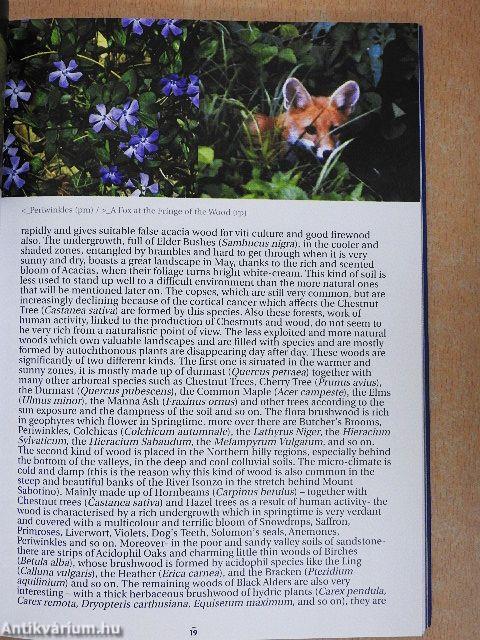 Harmonies of the Collio