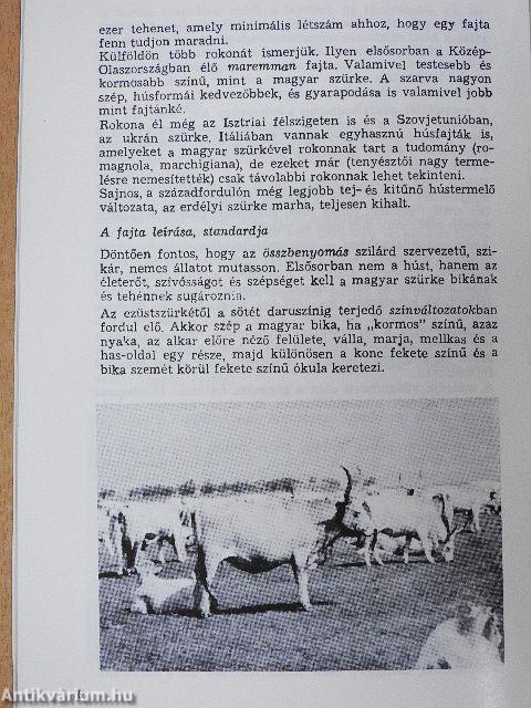 Magyar szürke szarvasmarha/A házibivaly