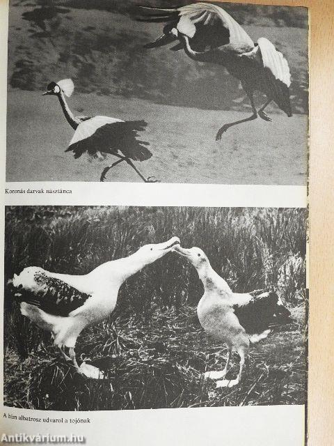 Az állatok nagy képeskönyve