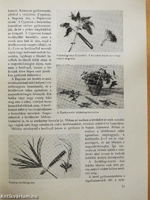 Virág a házban és a ház körül