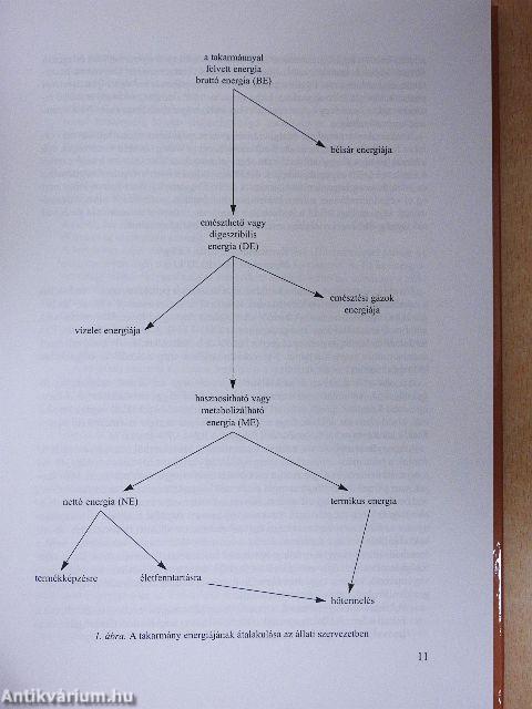 A kérődzők takarmányainak energia- és fehérjeértékelése