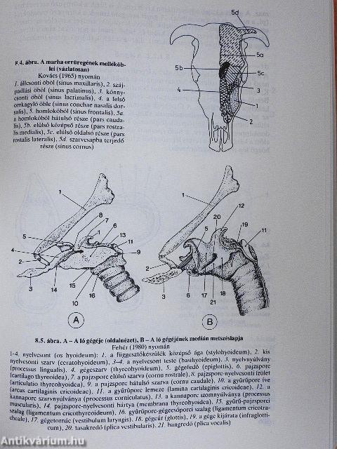 A háziállatok élettana és anatómiája