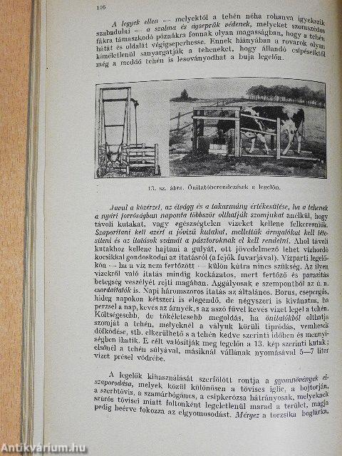 A tehén takarmányozása