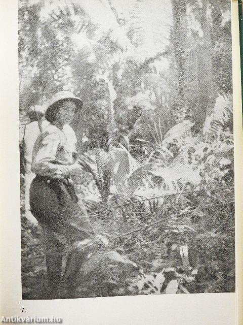 Brazília őserdeiben