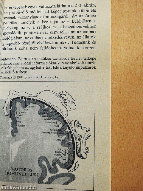 Az éden sárkányai