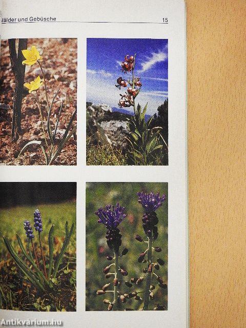 Schützen und blühen lassen!